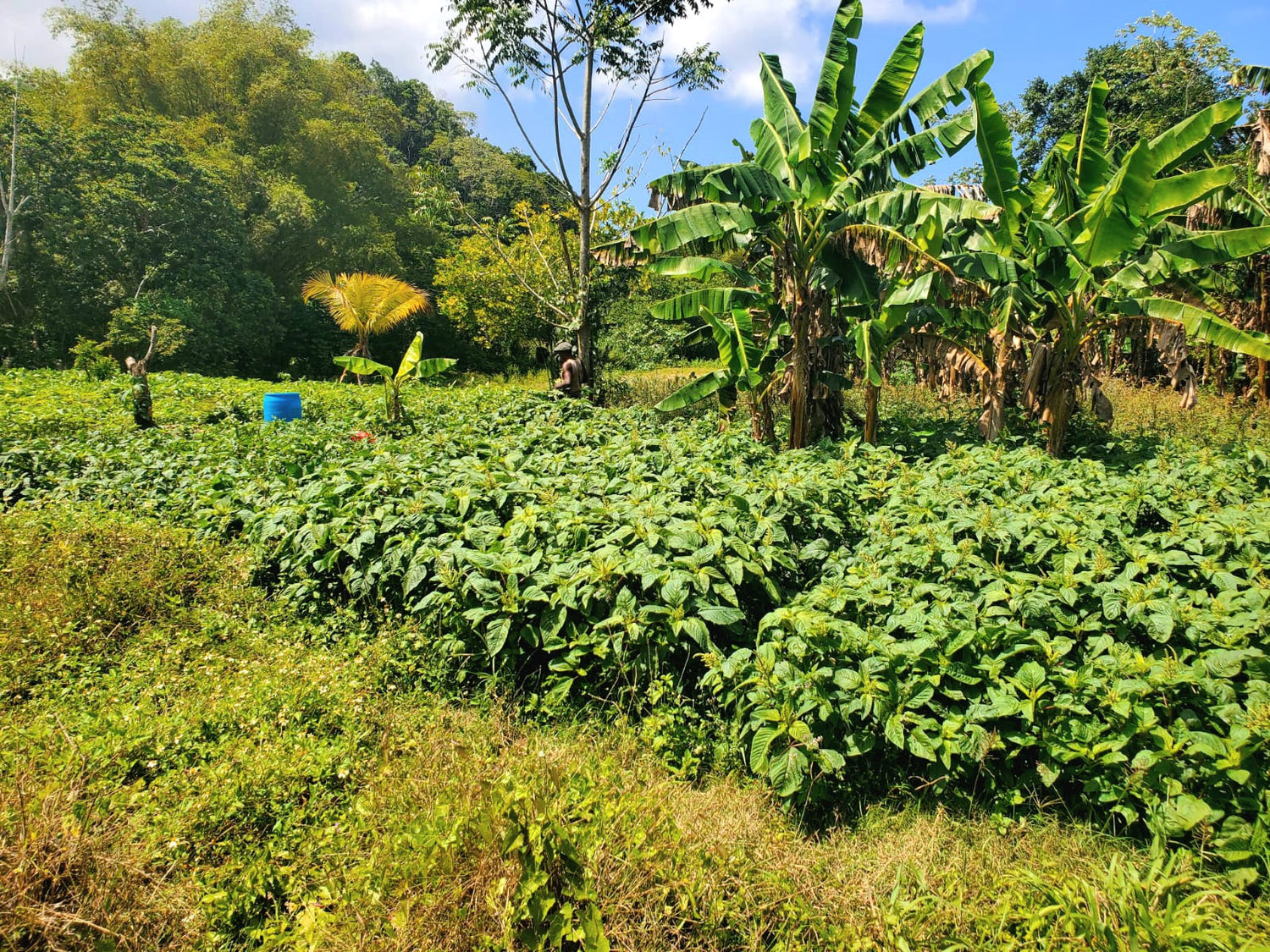 Why Jamaican Roots Make Ireora Skincare Unique