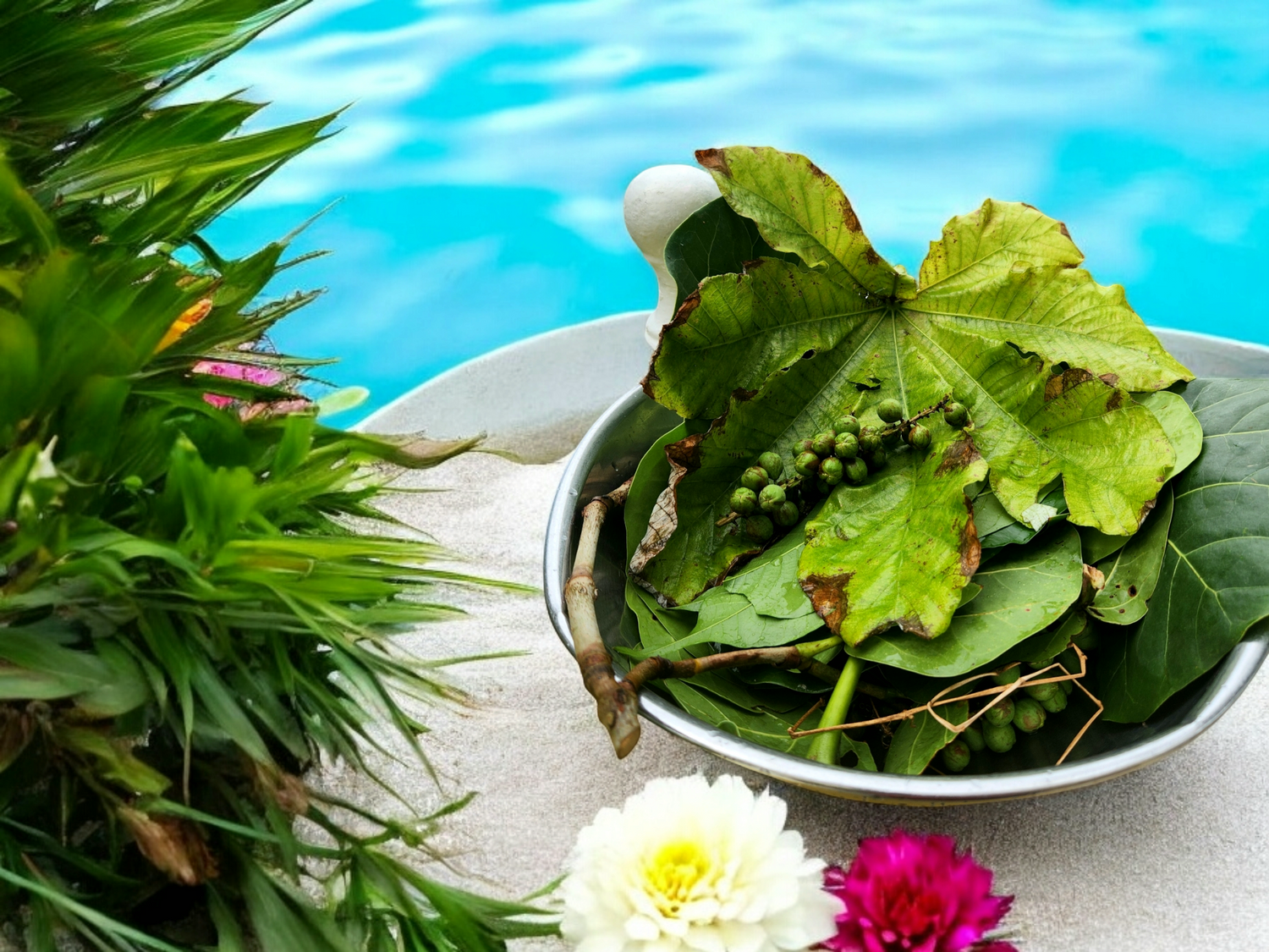 The Science Behind Sea Grapes: Unlocking their Power for Radiant Skin