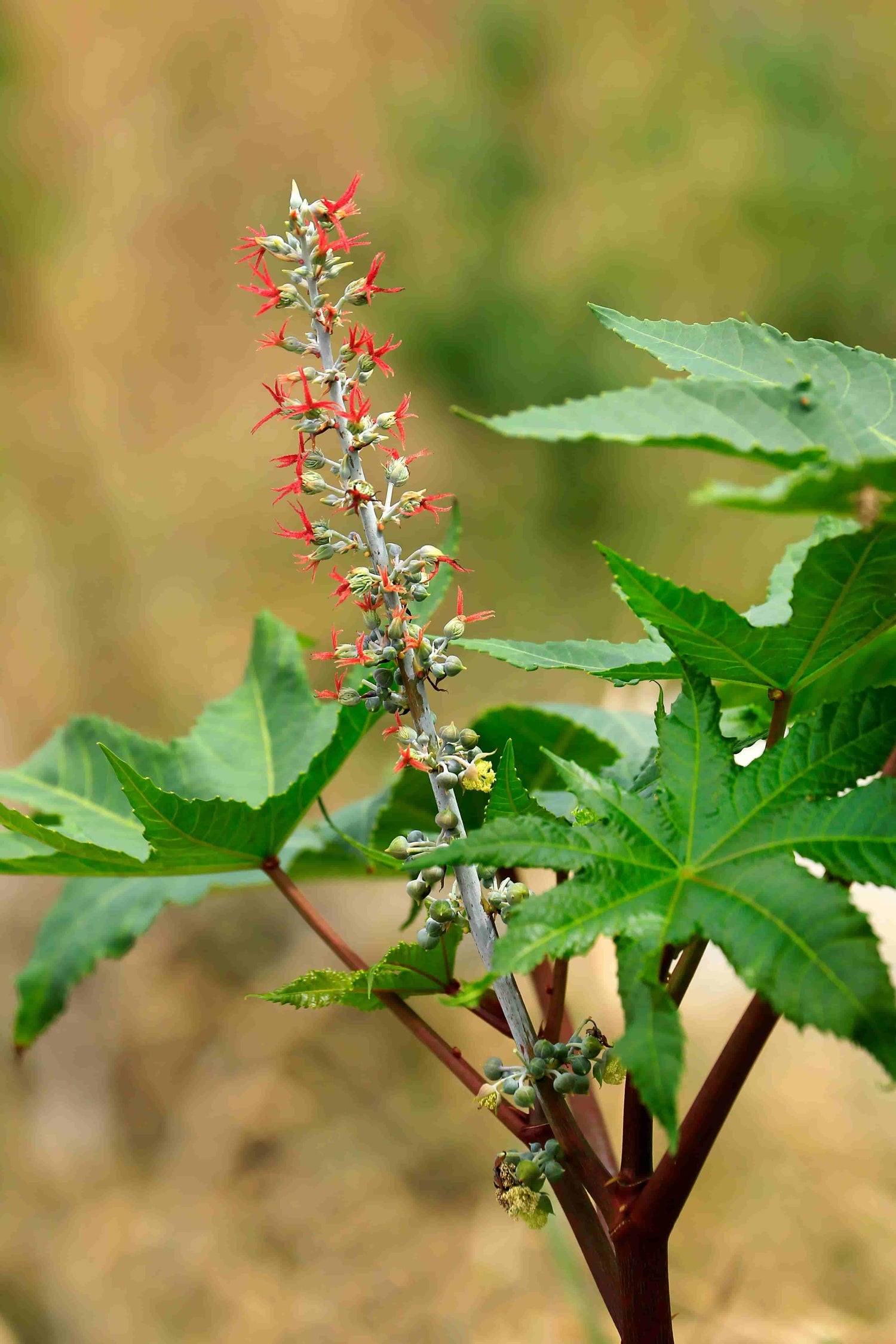 The Science Behind Wild Harvesting Skincare: Why It Matters